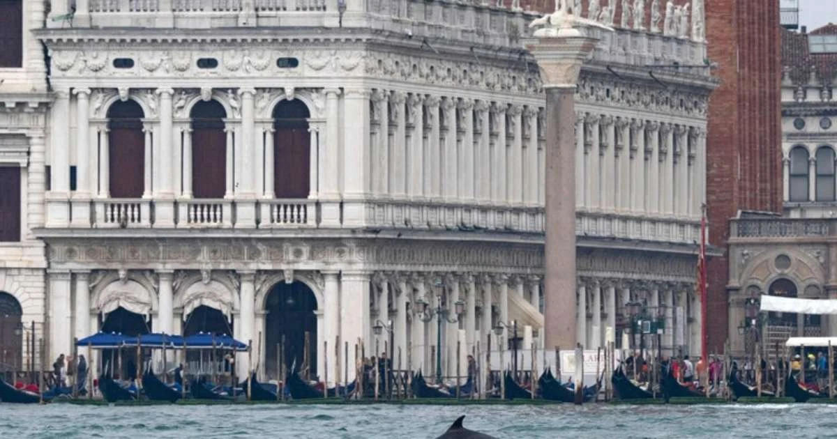 Golfinho 'Mimmo' engana oficiais e volta para Lagoa de Veneza
