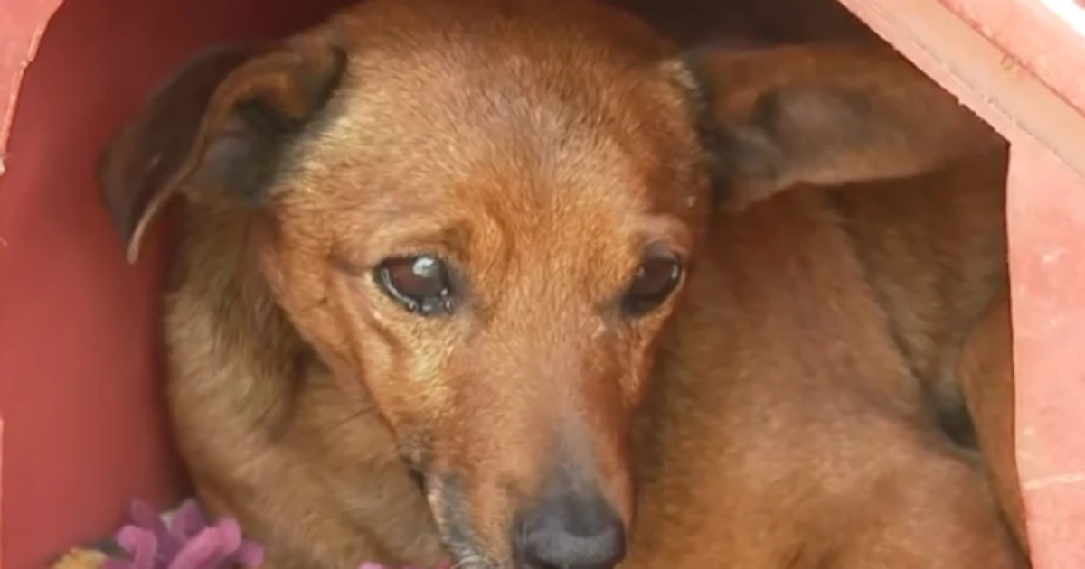 Cachorro anda 12 km sozinho e comparece a velório de tutor em MG