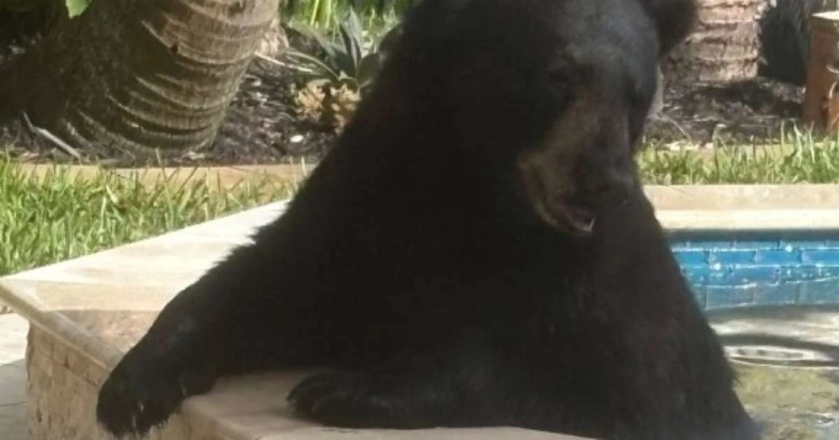 Urso invade varanda, deita em banheira de hidromassagem e dorme em sofá na varanda de casa nos EUA