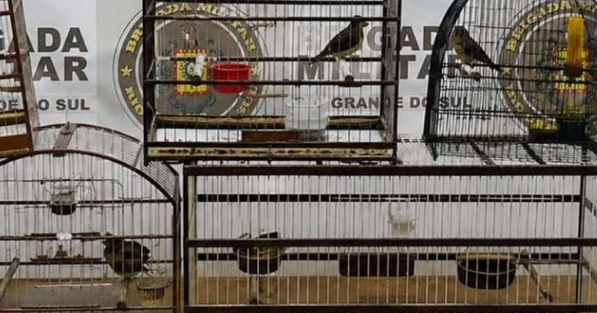 Brigada Militar resgata sete pássaros mantidos em cativeiro ilegal no RS