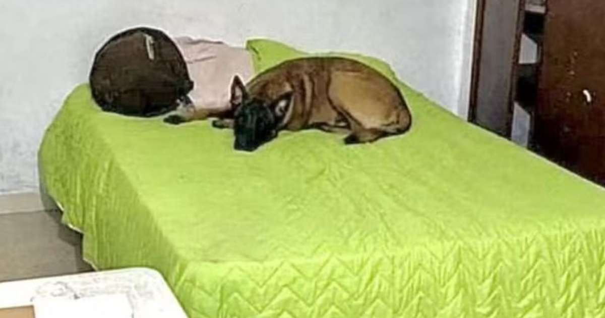 Cachorro espera há dias volta de militar morto durante ataque na Colômbia