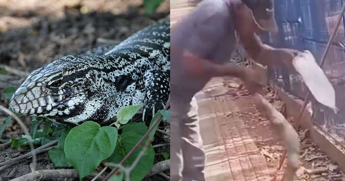 Trabalhador tenta dar água para lagarto e perde parte do dedo em ataque no MT