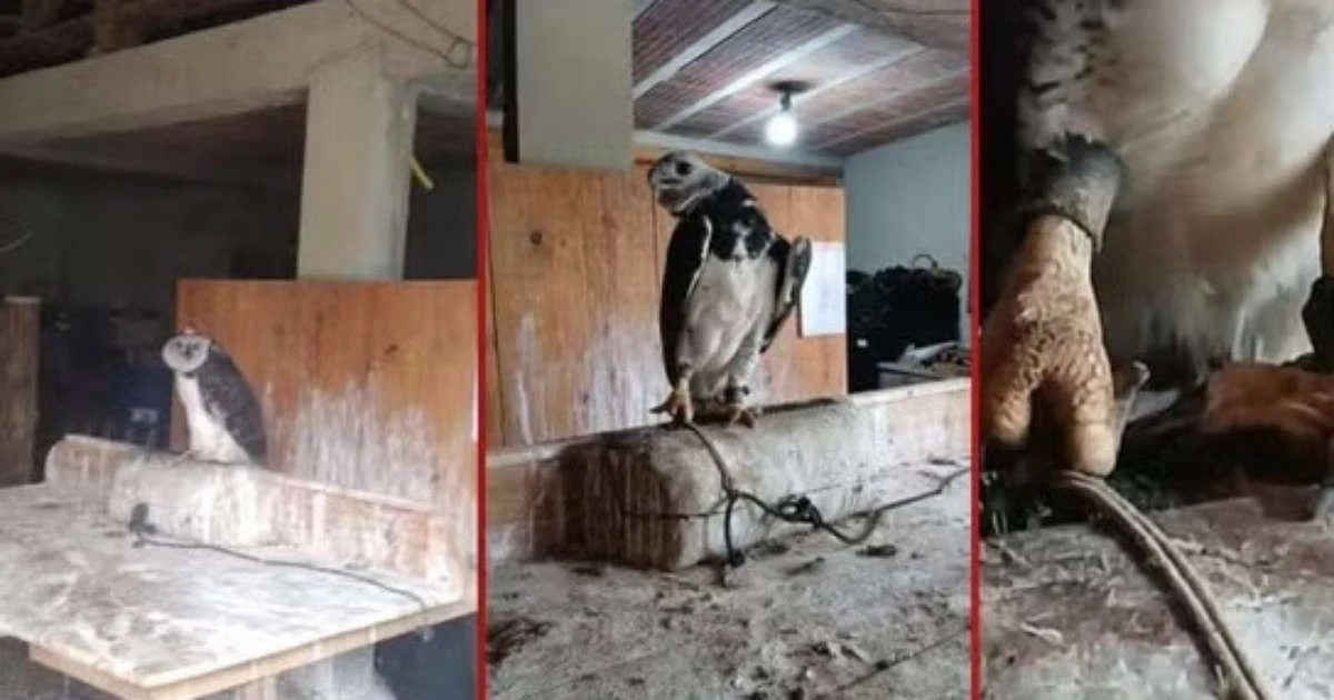 PF conclui inquérito e indicia seis pessoas por desvio de aves silvestres no Ibama-RS