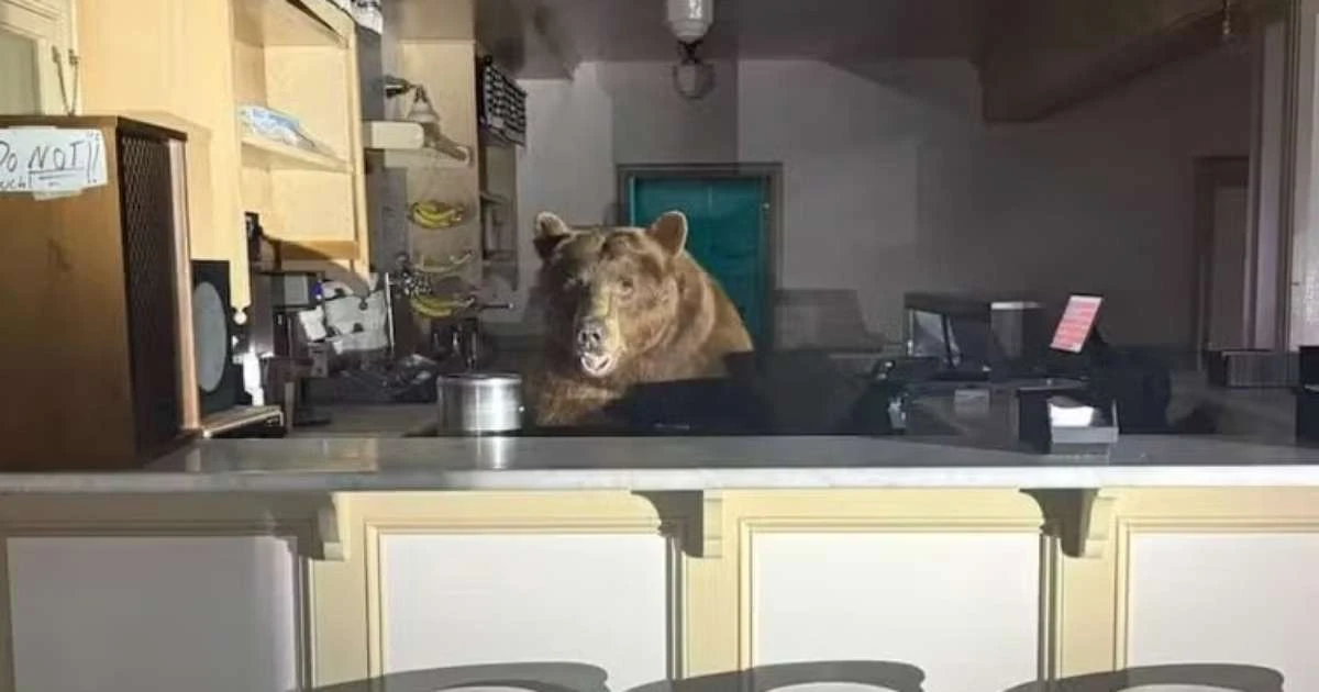 Urso invade sorveteria, se delicia com sabores e mobiliza a polícia na Califórnia