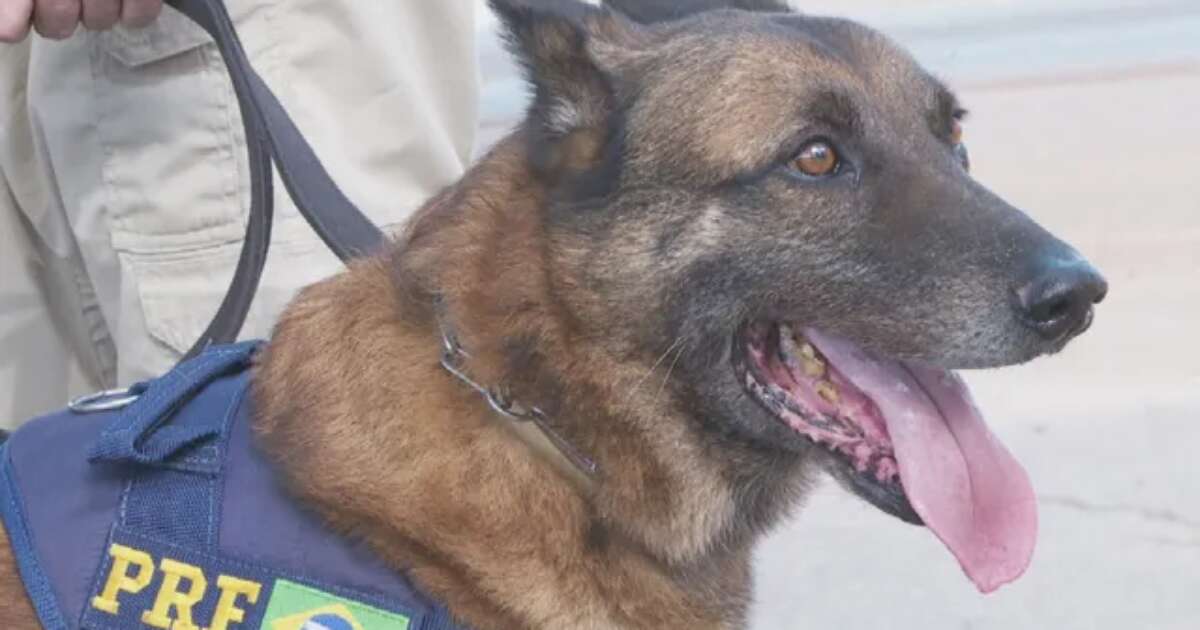 Morre Turco, cão da PRF de Goiás que ajudou a apreender 11 toneladas de drogas