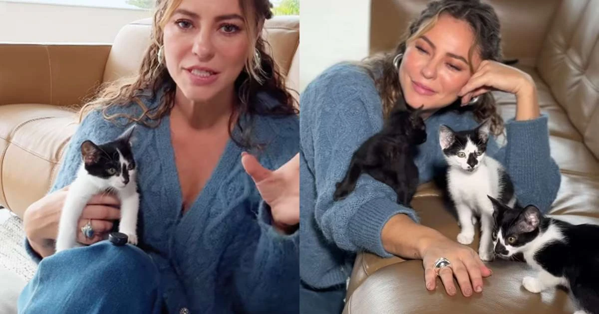 Paolla Oliveira confirma adoção de 11 gatos e 7 cachorros: 'É um gesto de amor'