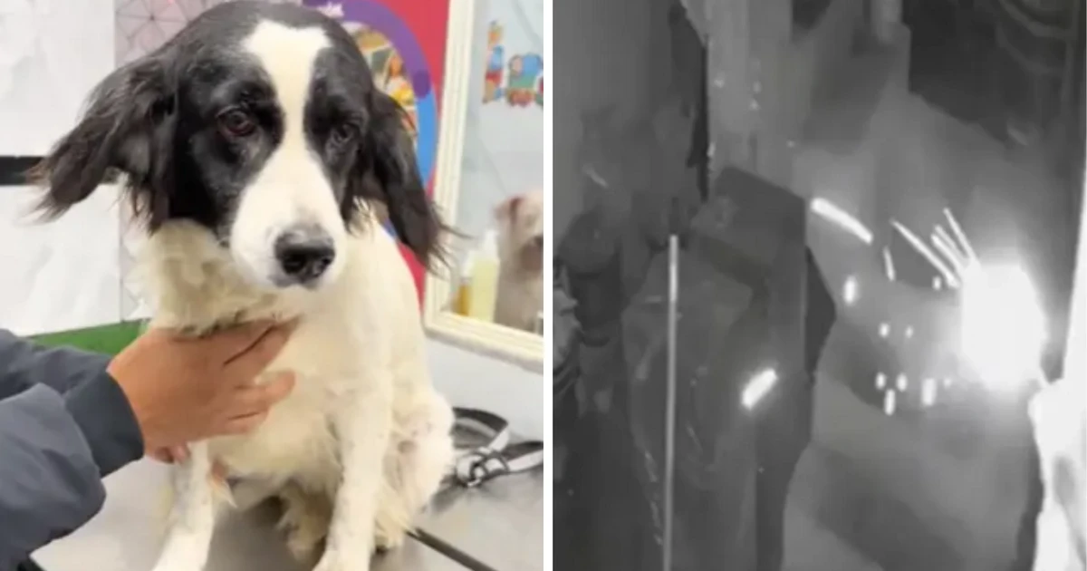 Cachorro apaga dinamite jogada no quintal de jornalista e fica incapaz de latir: 'Salvou nossas vidas'