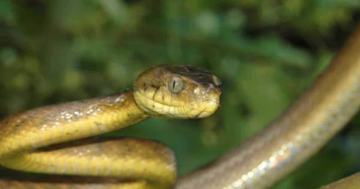 Cobra que mata pássaros maiores do que consegue comer vira ameaça ambiental