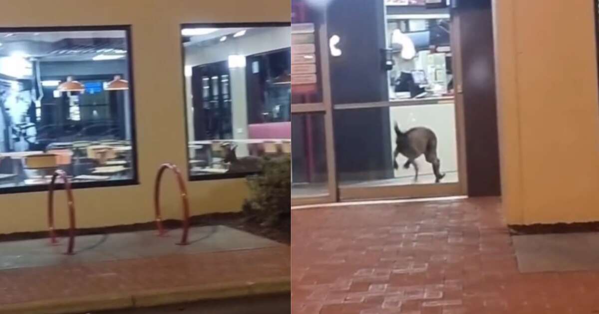 Canguru invade loja do KFC na Austrália e surpreende clientes; veja vídeo