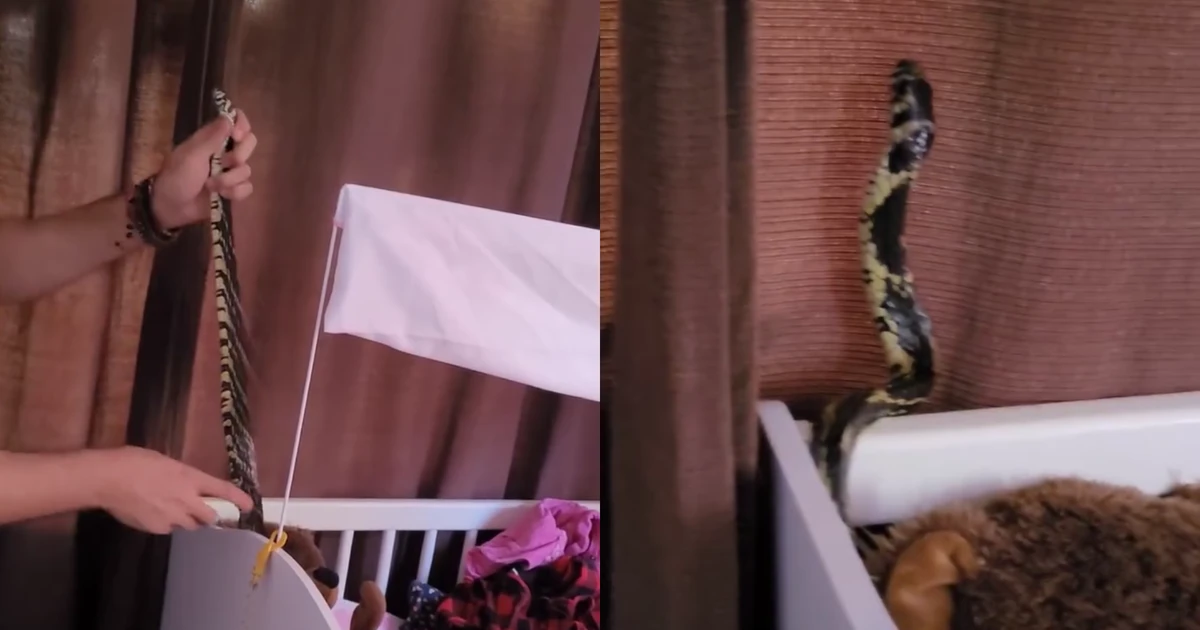 Família se assusta ao encontrar cobra em berço de bebê; veja vídeo