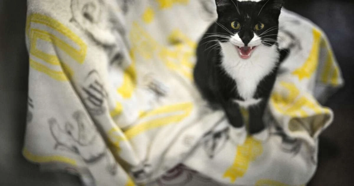 Queda do poder aquisitivo leva britânicos a abandonar animais