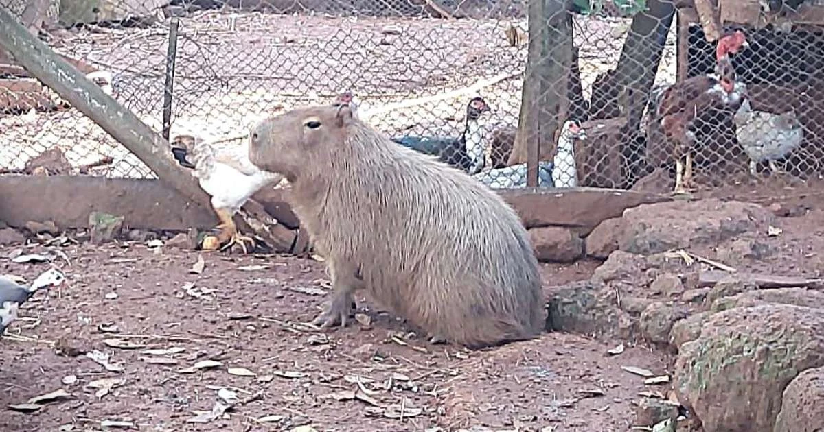 Capivara mantida como animal de estimação é resgatada de cativeiro ilegal no RS