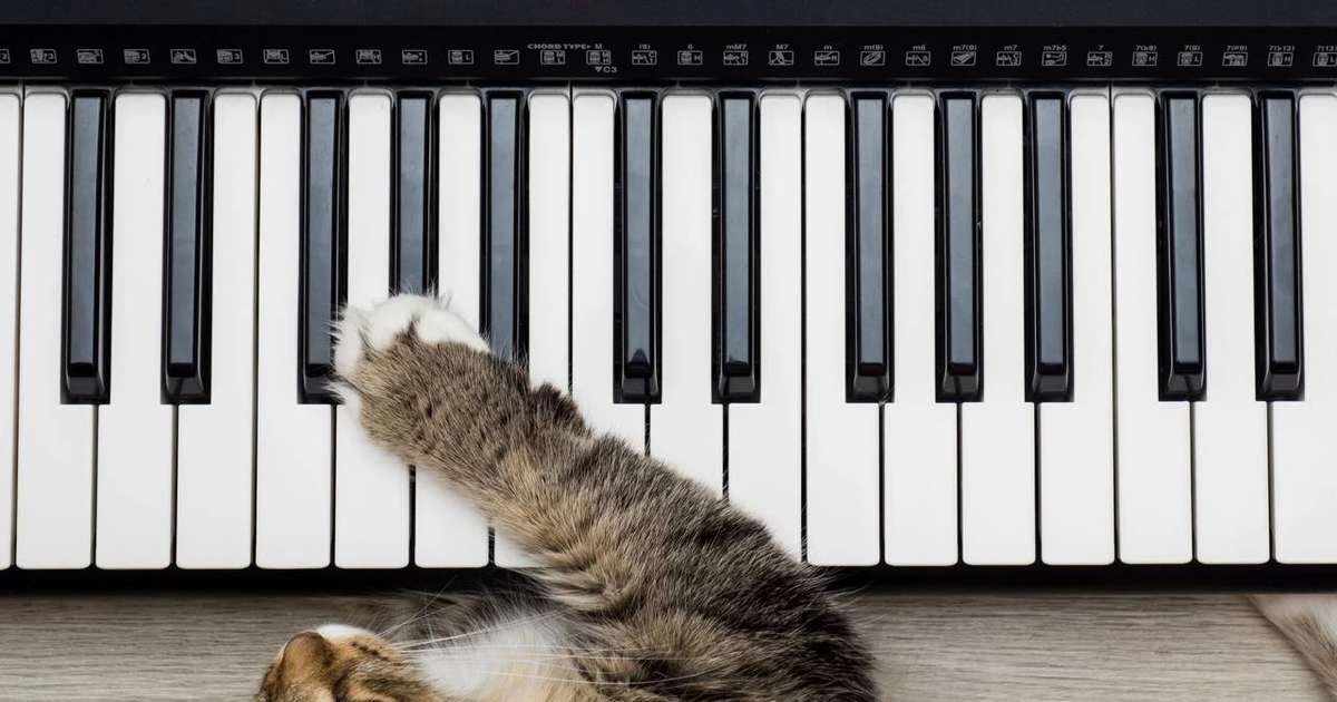 Quando a música vira terapia: como sons influenciam o comportamento de cães e gatos