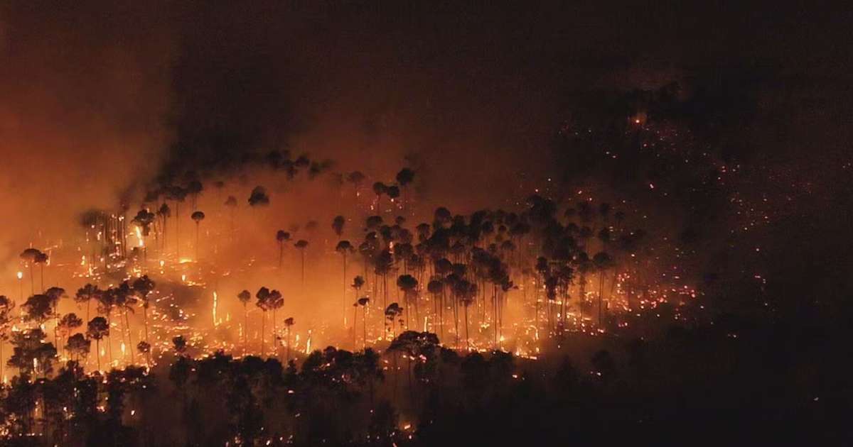 Incêndio na Floresta Nacional de Brasília continua; bombeiros retomam trabalho hoje (4)