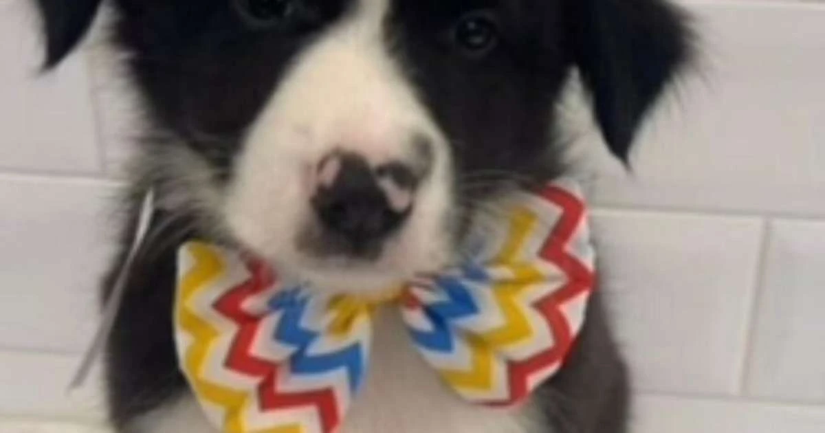 Filhote de border collie é roubado de pet shop nos Jardins, mas história tem final feliz; veja vídeo