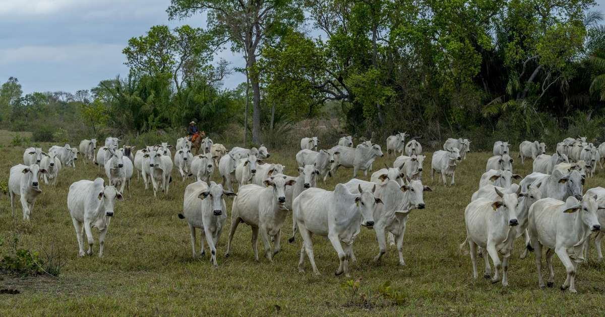 Jeff Bezos investe R$ 54,6 milhões em estudo de vacina para diminuir gases emitidos por vacas