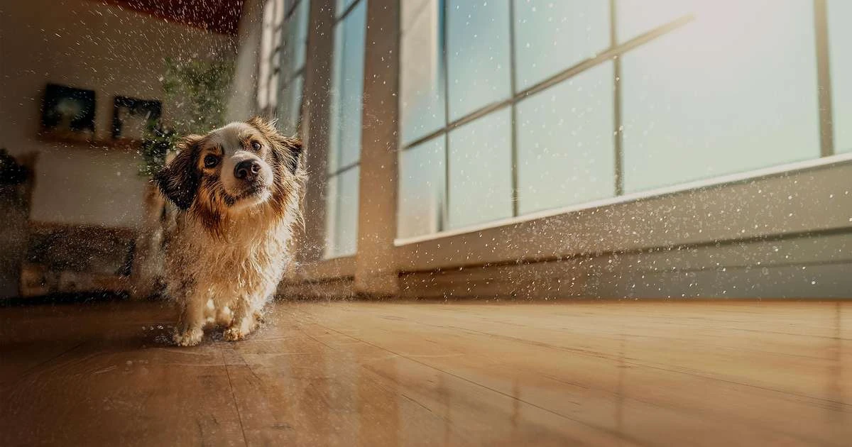 Pisos laminados Eucafloor agora têm resistência total à água