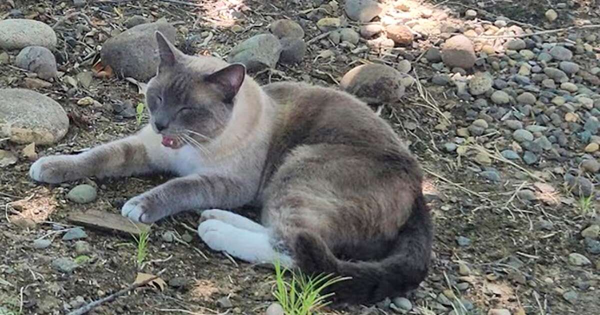 Gato andou mais de mil quilômetros e emagreceu 6 quilos até voltar para casa após 2 meses