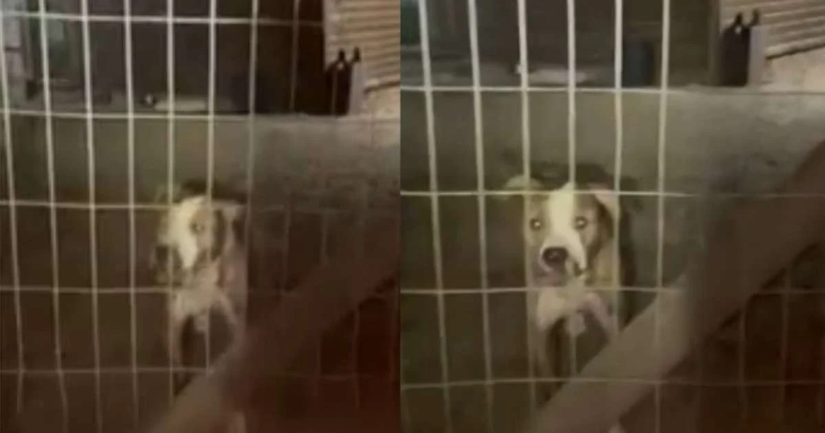 Cachorros de vizinho invade casa, mata cão e ataca mulher em Porto Alegre
