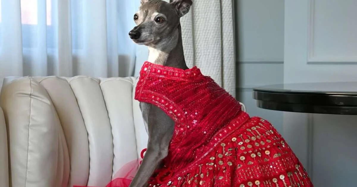 Cadelinha influencer que virou ícone fashion morre após passar por cirurgia