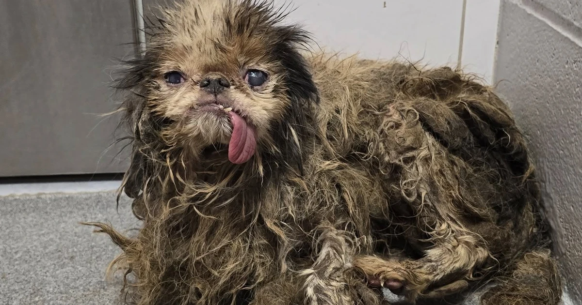 Idosa acumuladora morre e mais de 100 cães são resgatados de casa nos EUA