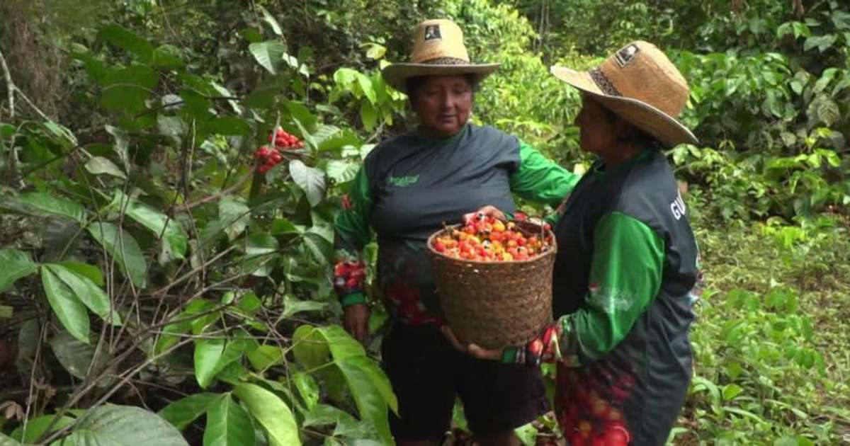 Centro de disputa na COP29, financiamento climático é encarado como salvação da lavoura na Amazônia