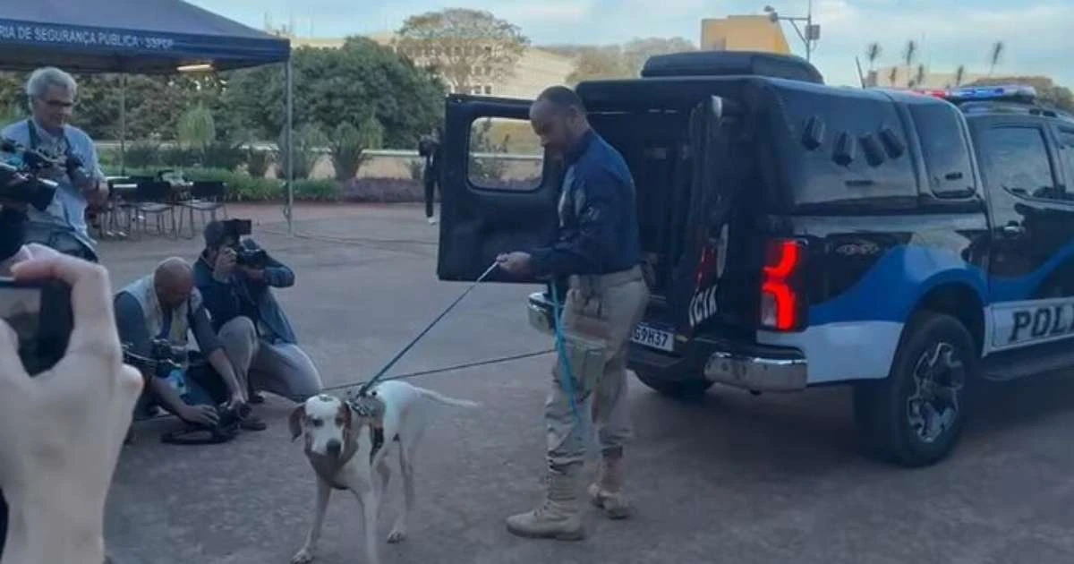 Polícia do Senado faz varredura com cão farejador e agentes usam drone no STF; veja vídeo