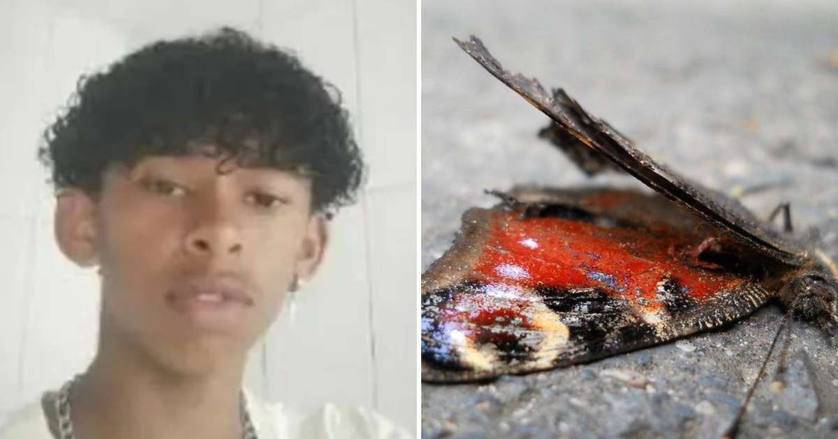 Menino de 14 anos morre ao injetar borboleta morta na veia; entenda