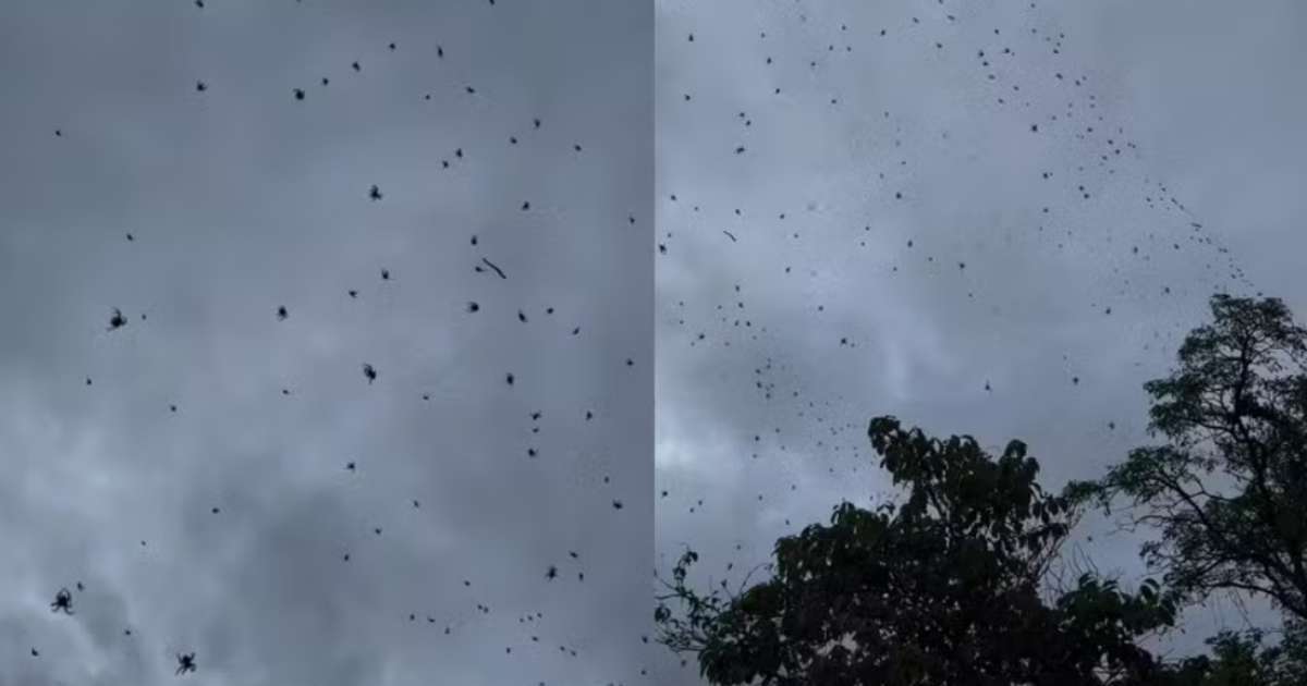 Centenas de aranhas 'invadem' o céu de cidade em Minas Gerais; confira a explicação