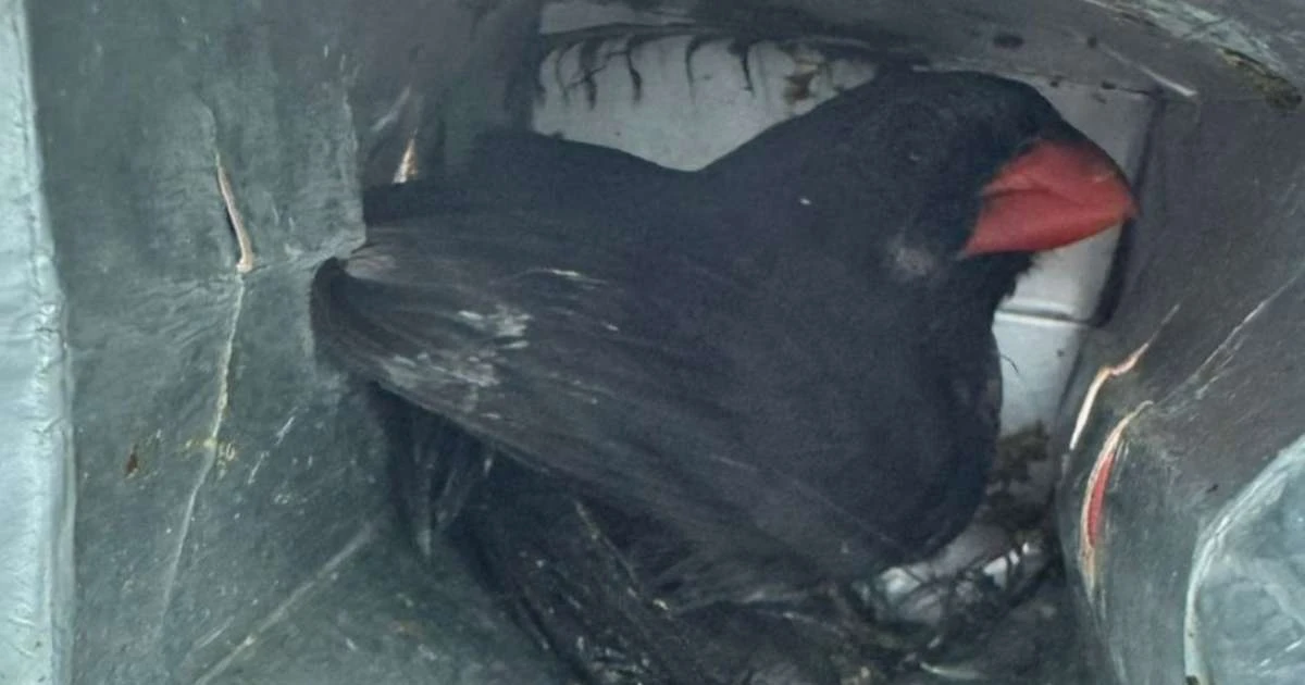 Dez aves ameaçadas de extinção são resgatadas pela PRF durante abordagem na BR-386