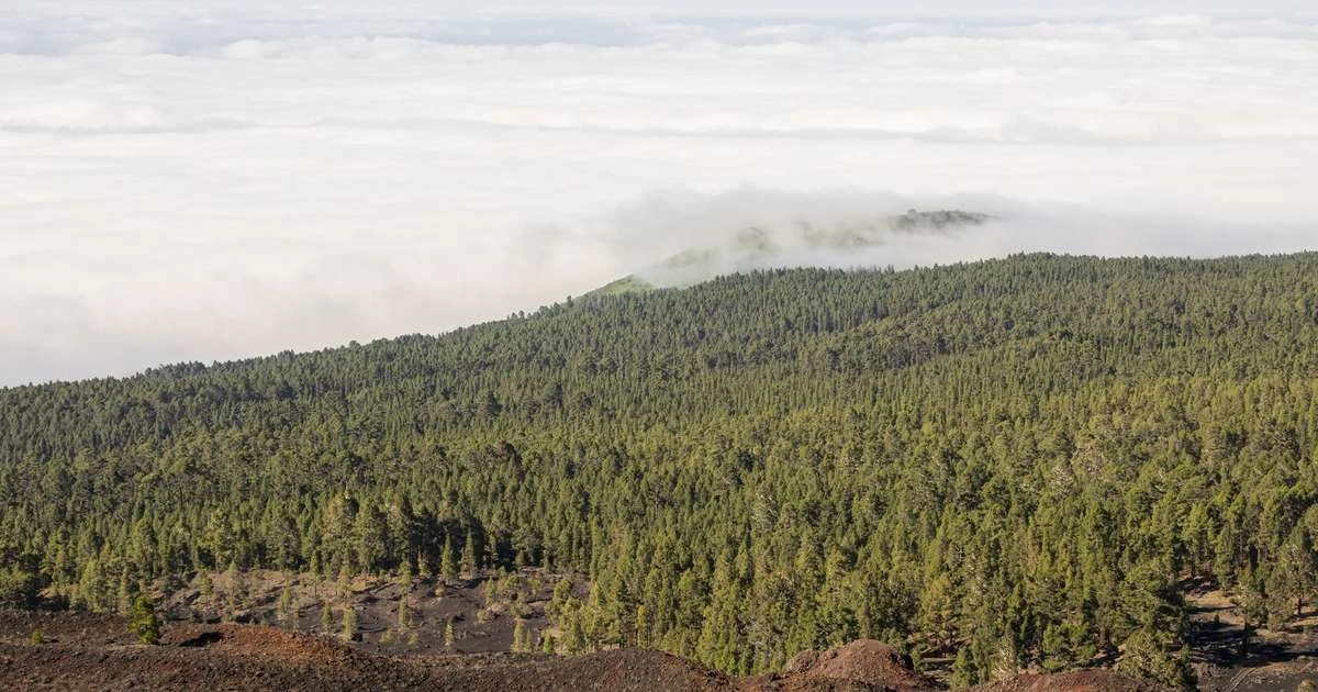 América Latina pode reflorestar 398 milhões de hectares
