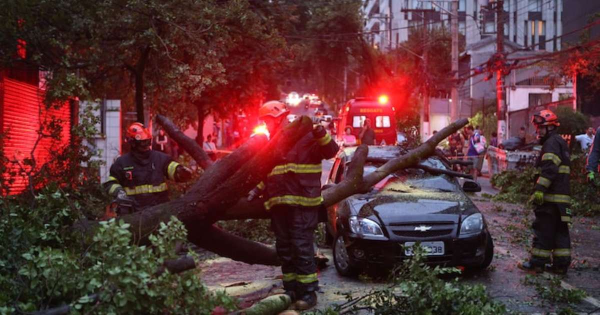 'A gente enxergou a morte', diz passageira de carro destruído por queda de árvore em SP; veja vídeo