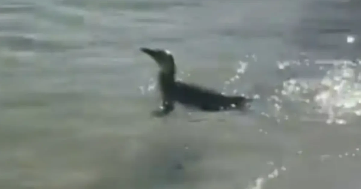 Pinguim é visto em praia da Zona Sul do Rio de Janeiro; veja vídeo