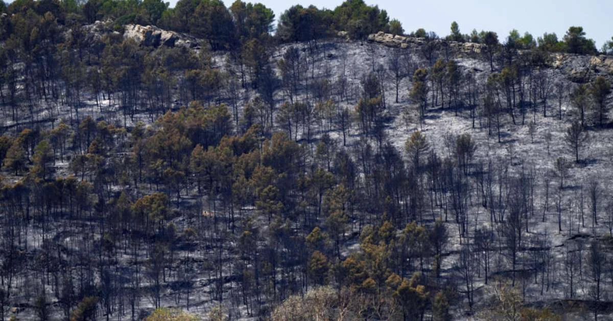 Incêndio no sul da França deve impactar produção de vinho na região