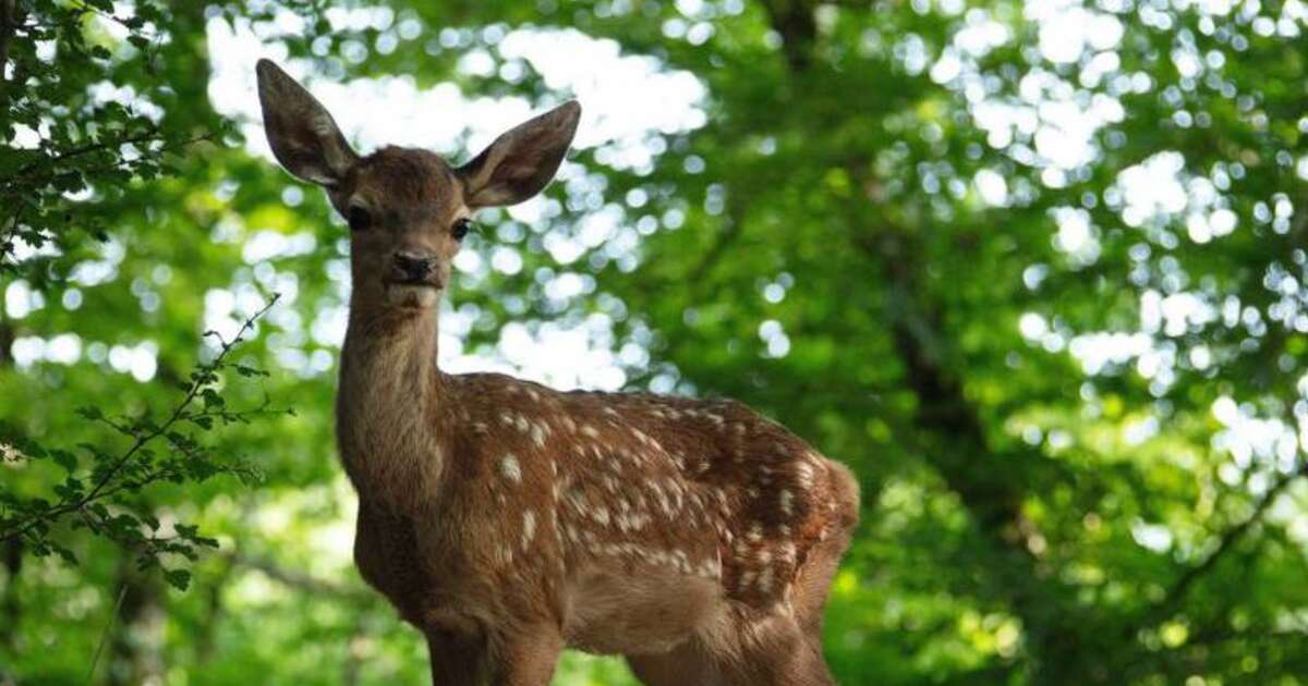 Live-action de Bambi, gravado com animais reais, ganha pôster oficial