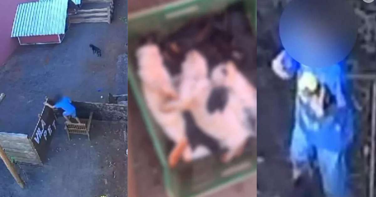 Criança arremessou e arrancou patas dos animais em ataque de 40 minutos. 'Cena horrível', lamenta dona de fazendinha