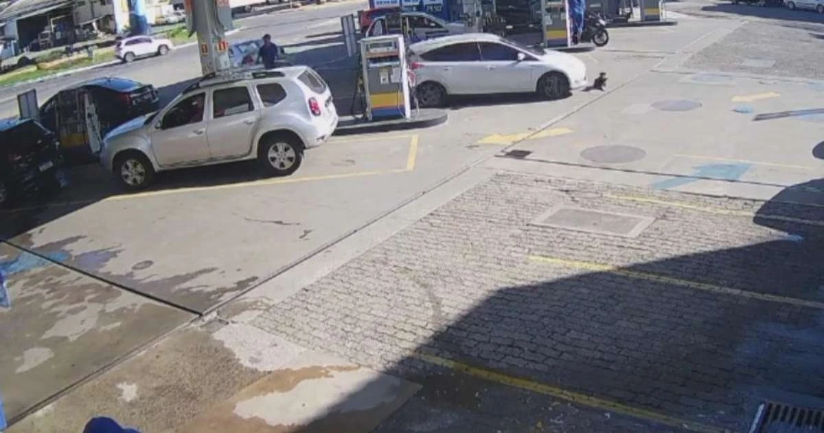 Homem é multado em R$ 15 mil após atropelar cachorro e fugir sem prestar socorro em Novo Hamburgo