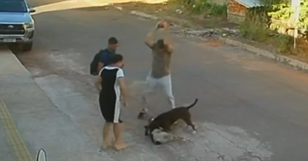Pitbull ataca cachorro em GO e para somente após levar pedrada