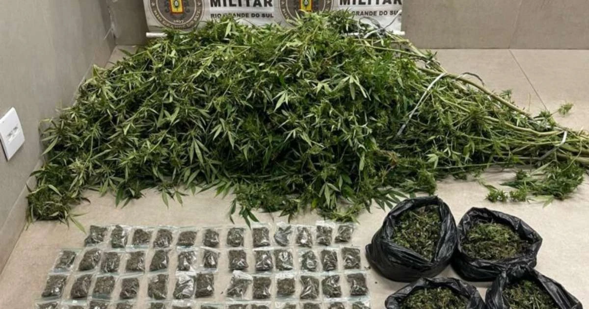 BM flagra plantação de maconha 