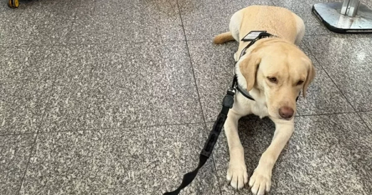 Voo para Lisboa é cancelado após TAP não embarcar cão de criança autista mesmo com ordem judicial