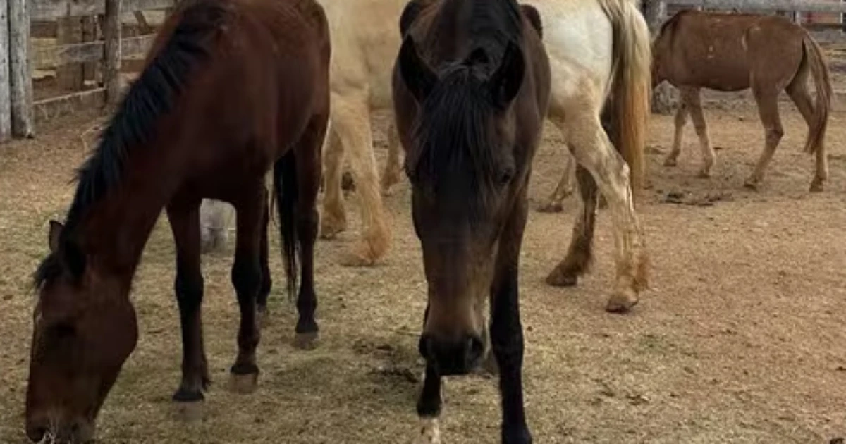 Zezé Di Camargo recebe em sua fazenda cavalos salvos de abatedouro clandestino