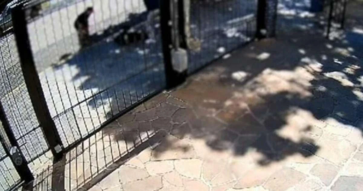 Tutora de cão é processada por Tentativa de Homicídio após ataque brutal em Porto Alegre