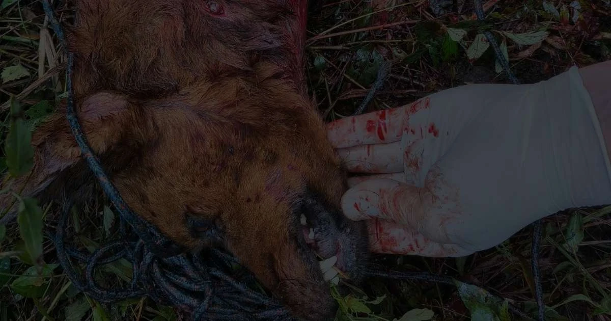 Cão é morto após ser transportado no porta-malas e abandonado em Camaquã
