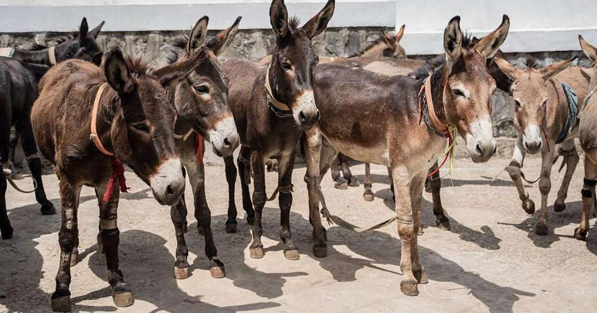 Jumento brasileiro pode entrar em extinção até 2030 com abate para exportação para China, alerta pesquisador