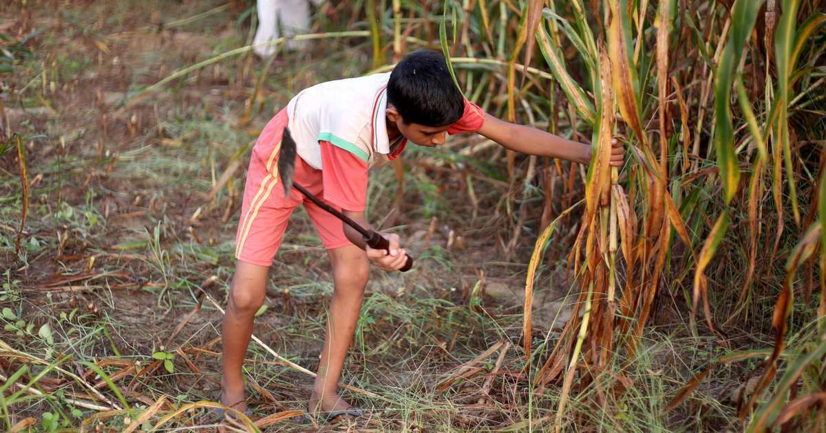 Brasil tem 586 mil crianças e adolescentes exercendo as piores formas de trabalho infantil; índice é o menor já registrado