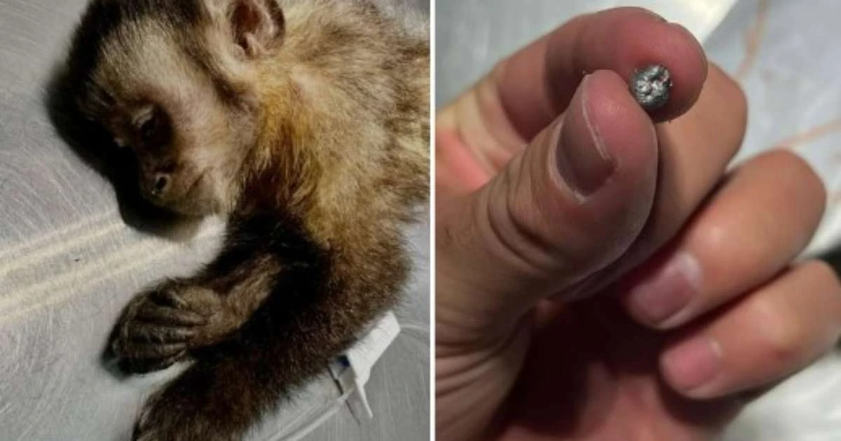 Morre macaca que perdeu os movimentos após ser baleada no Rio de Janeiro