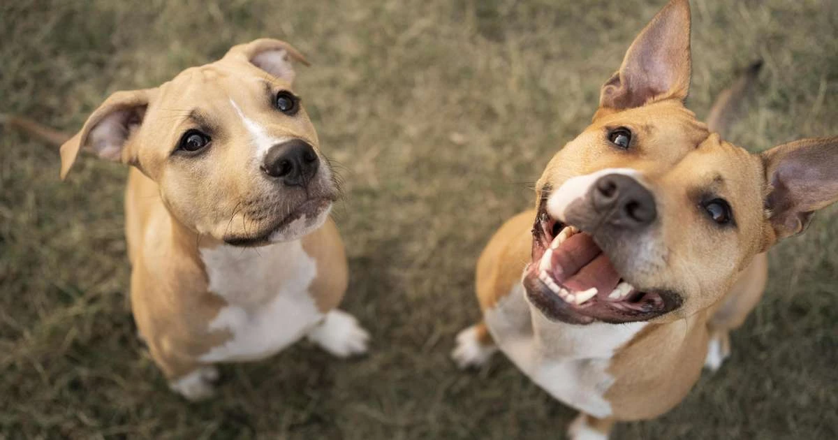 Elanco trata mais de 2 milhões de cães com Zenrelia