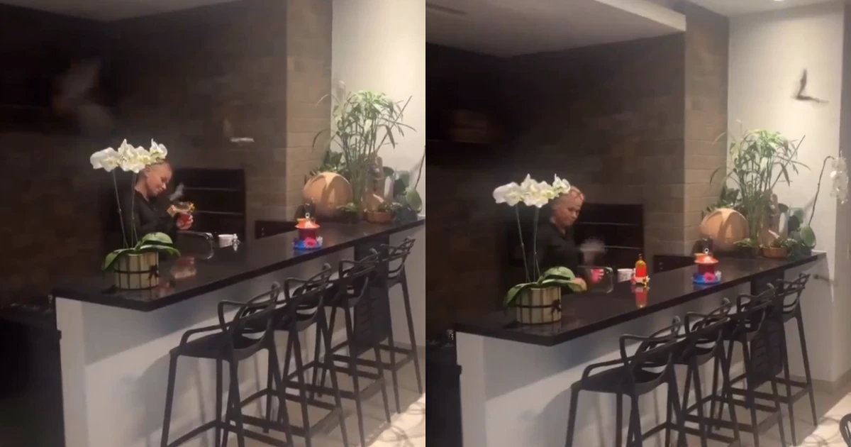 Alimentar morcegos como Xuxa fez não oferece grandes perigos, mas não deve ser estimulado
