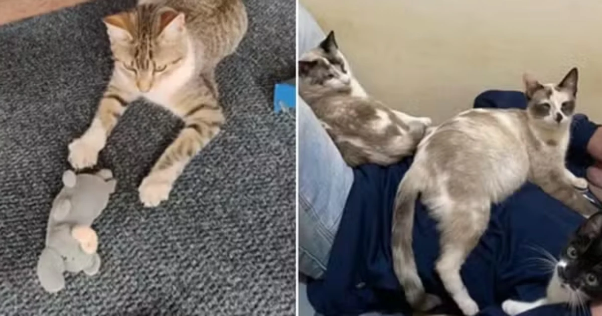 Sete gatos morrem após castração gratuita em Mogi Guaçu: 'Já entregaram morta', diz uma das tutoras