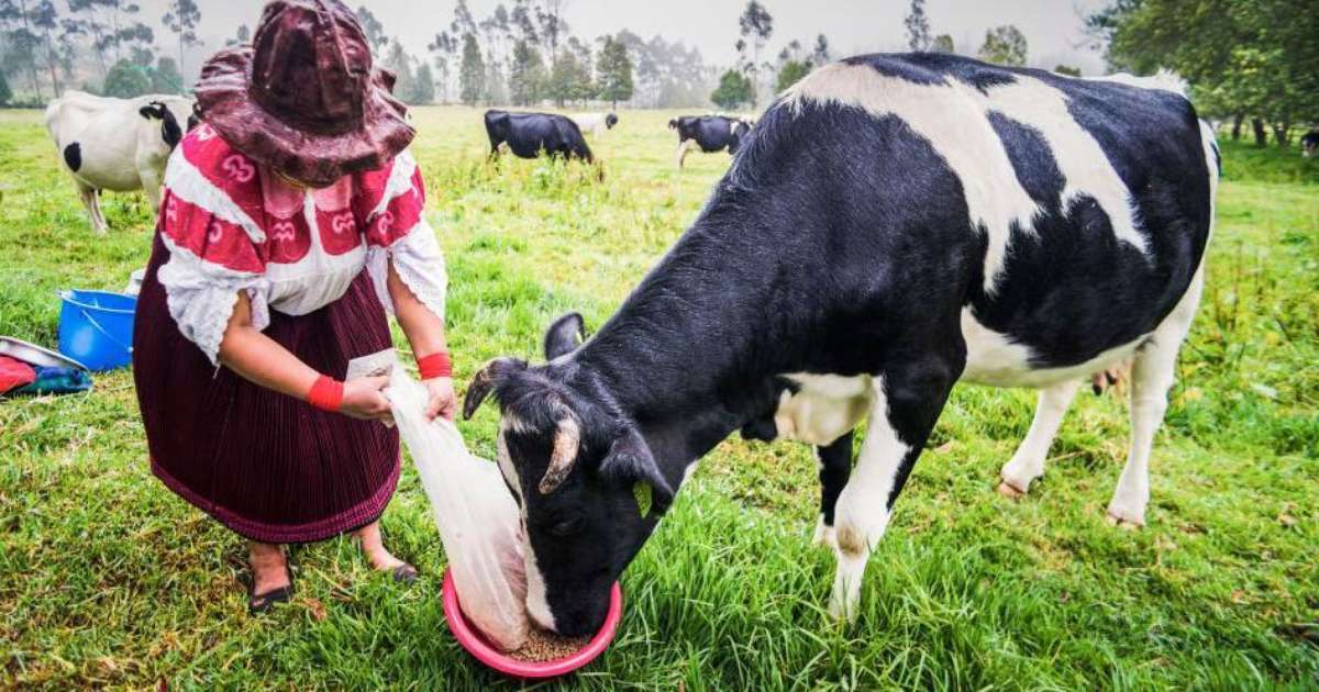 'Ouro bovino': o negócio milionário de venda de cálculos biliares de vacas da América do Sul para a China